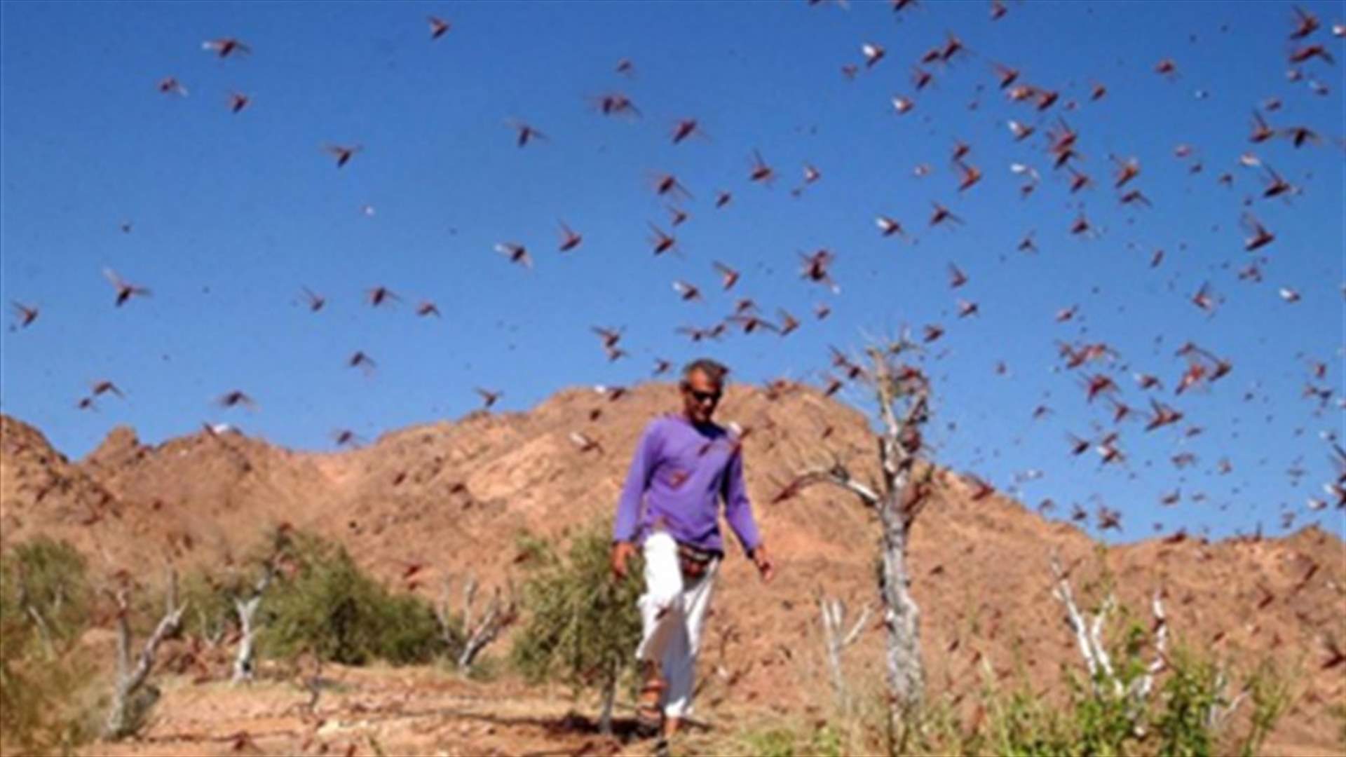 Israel experiences worst locust infestation in 98 years   