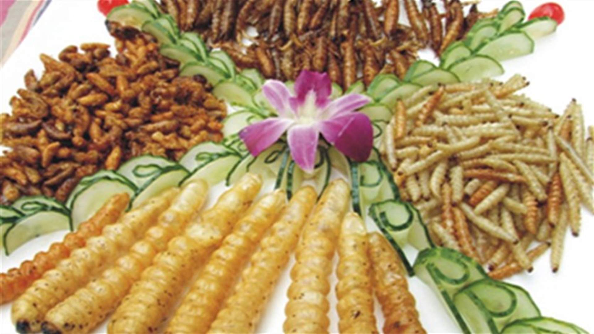 REPORT: FAO argues that insects might be ideal way to meet global protein demands 