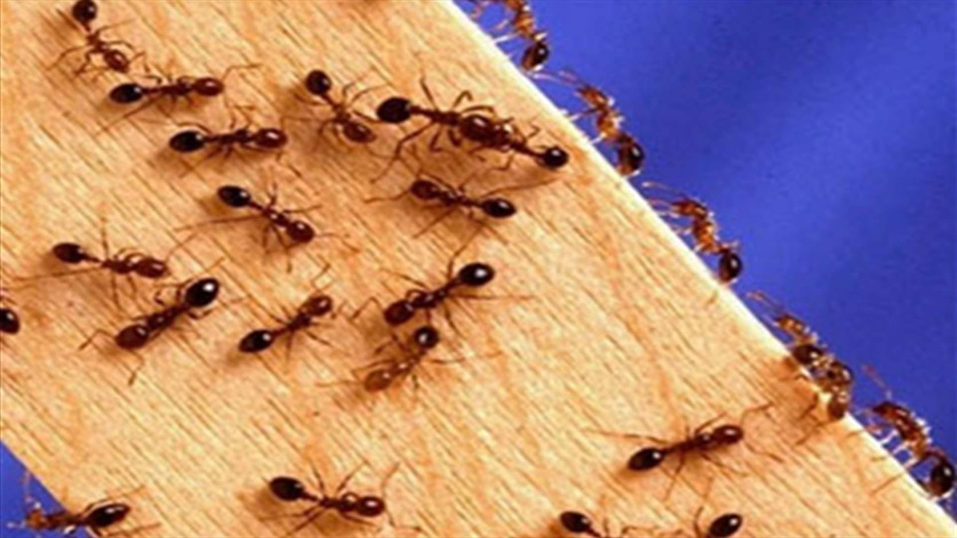 Colony of ants jam bell, keep German woman awake