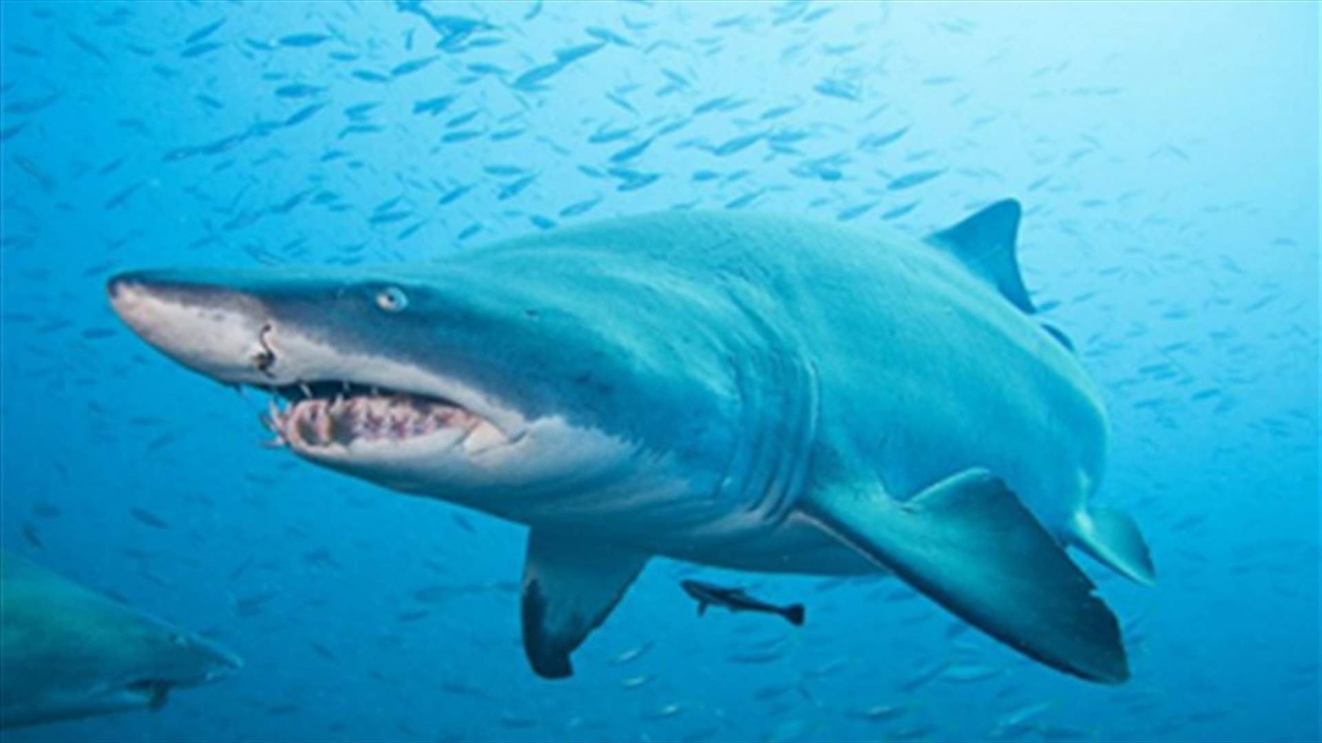 Sharks worth more for tourism than in soup - study