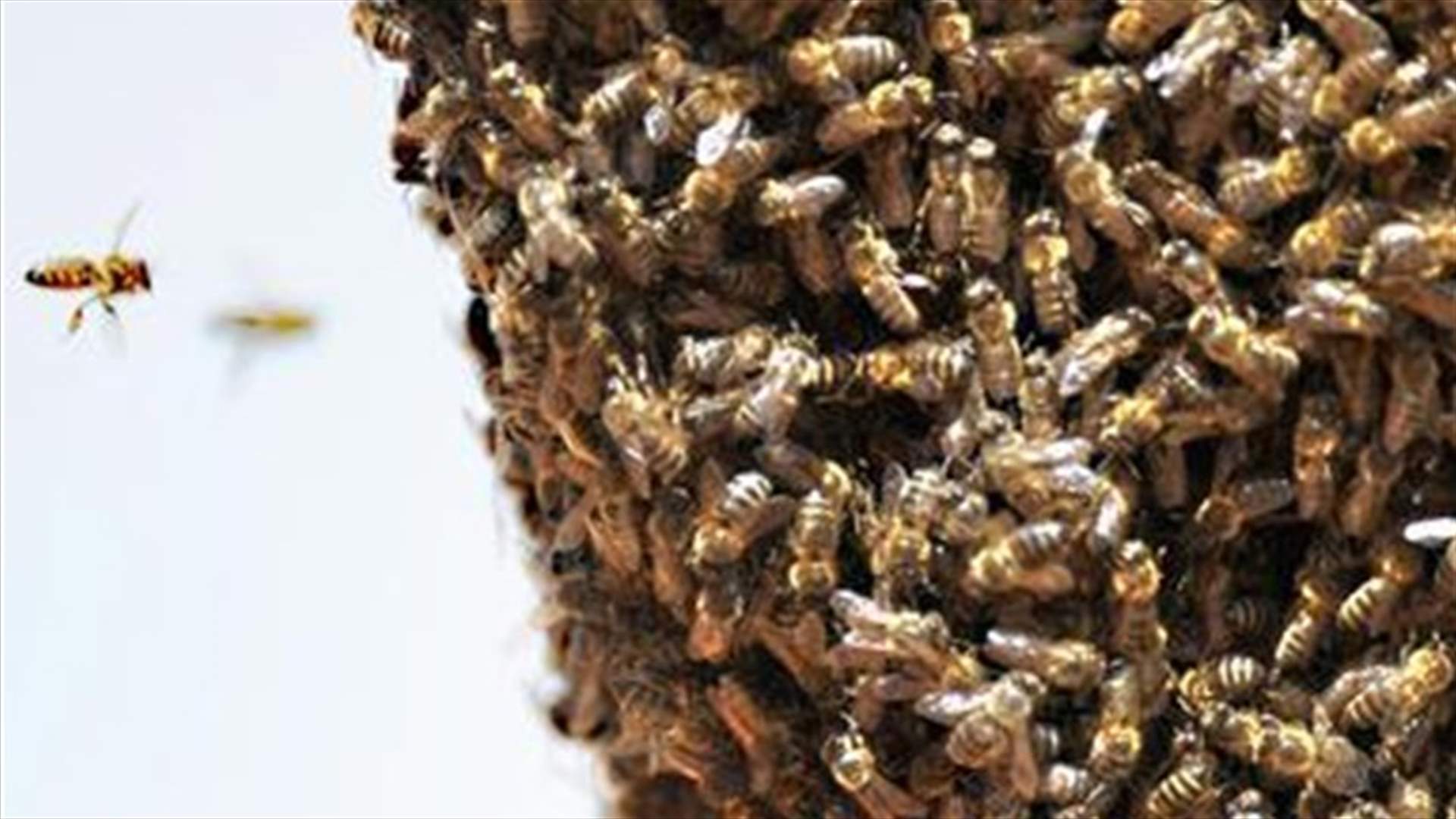 Man stung to death by thousands of killer bees