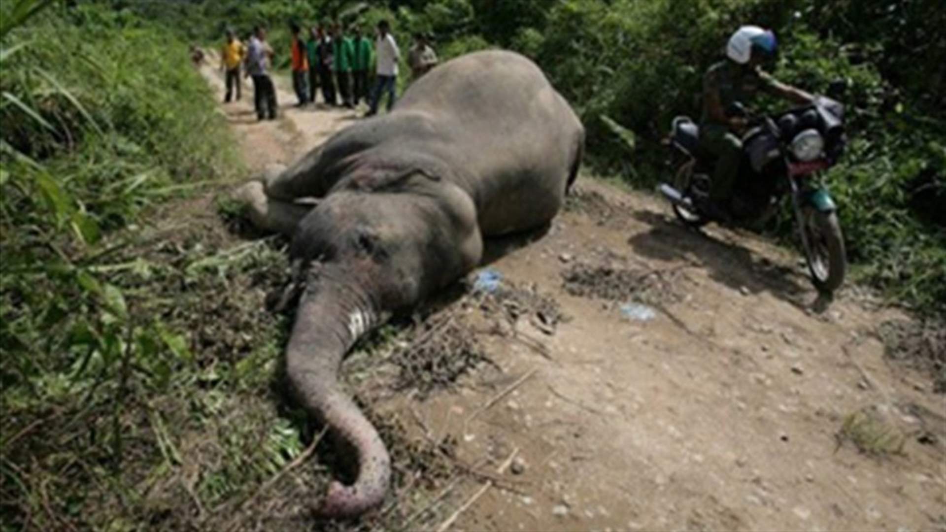 Endangered elephants killed in Indonesia