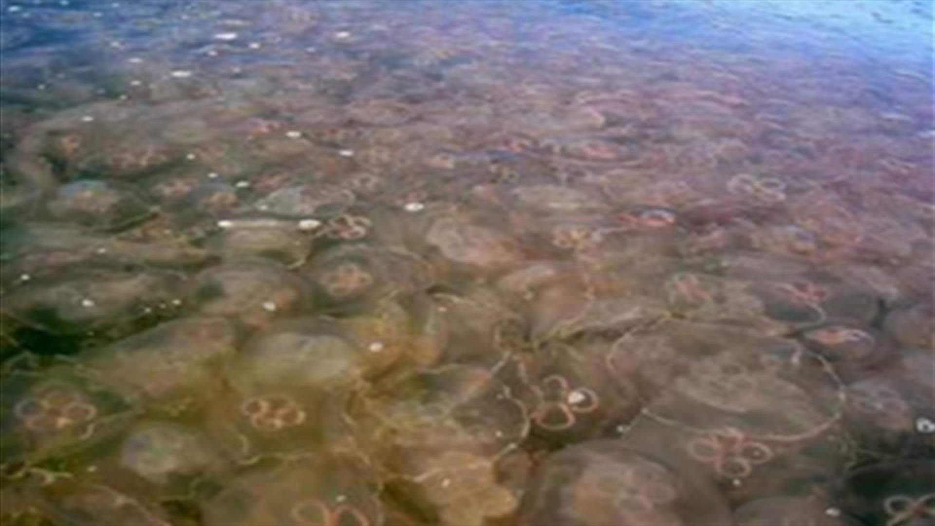 Jellyfish boom expected across Med Sea this summer, may severely impact tourism 