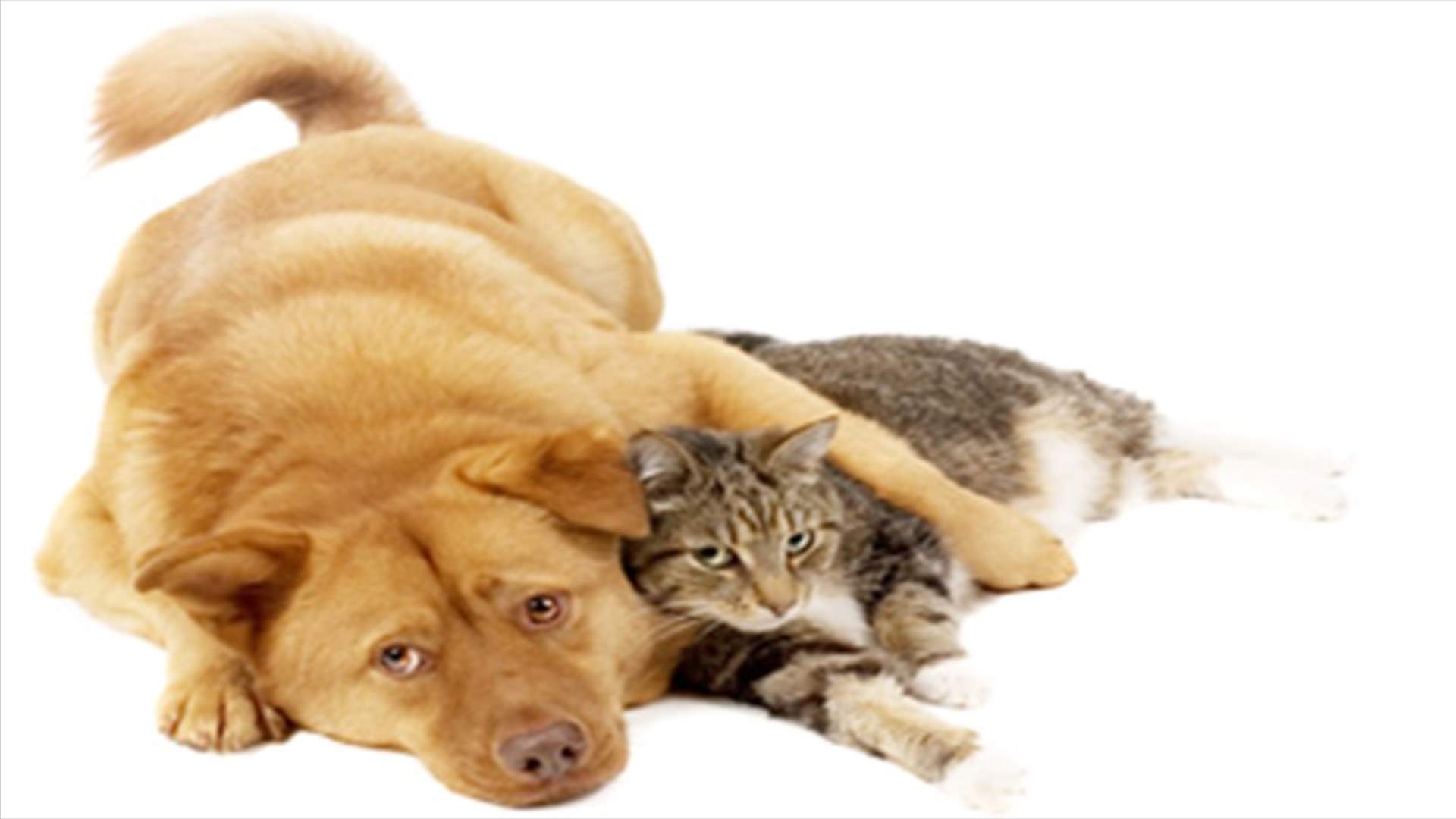 Phone apps help track pets' activity, nutrition
