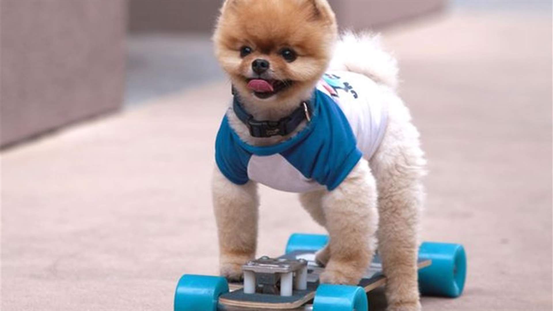 [VIDEO] This Skateboarding Pomeranian Could Be The Cutest Thing You’ll See Today 