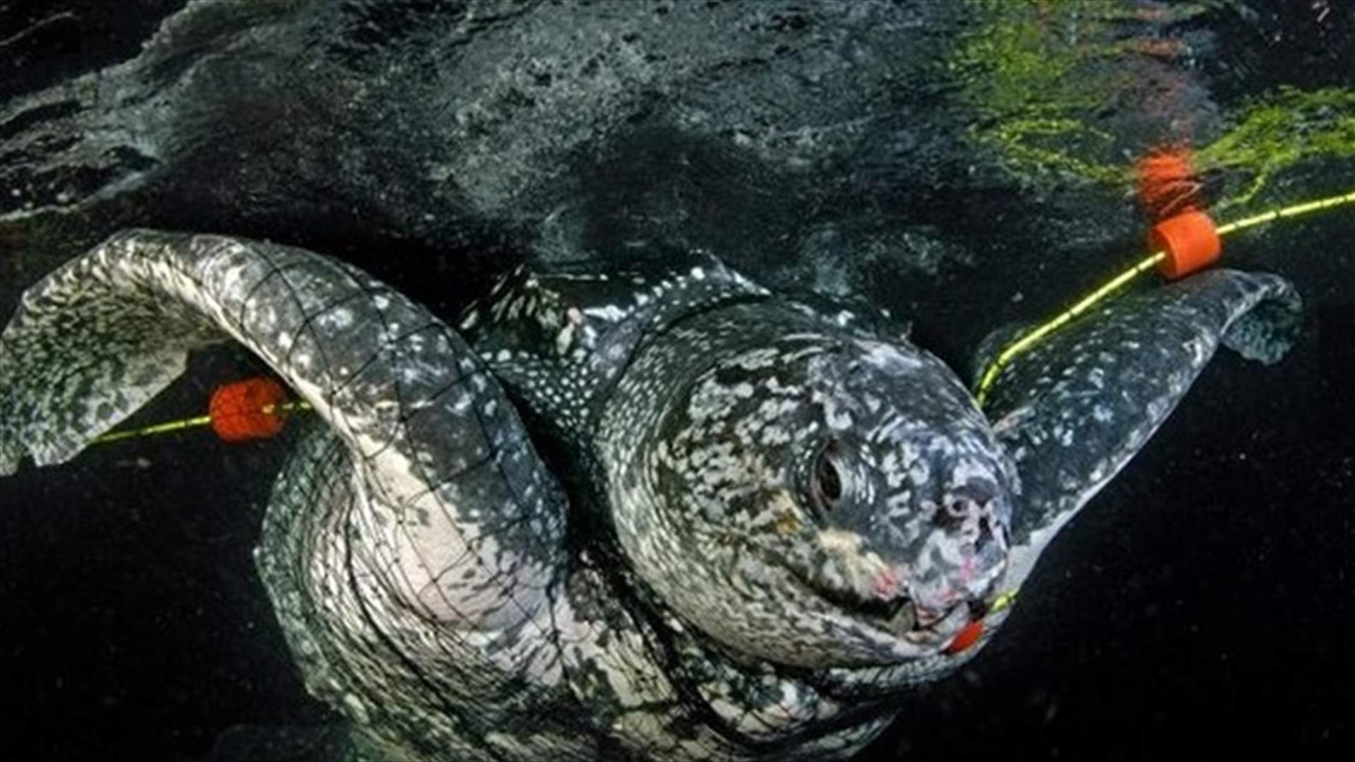 [PHOTOS] 8 Animals Victims of Wildlife Crimes