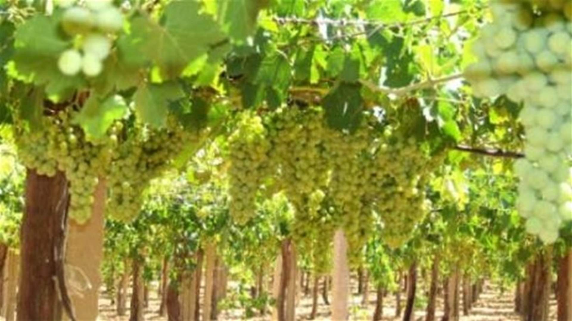    عِنب ُ لبنان ...ذهبُهُ الطبيعي...