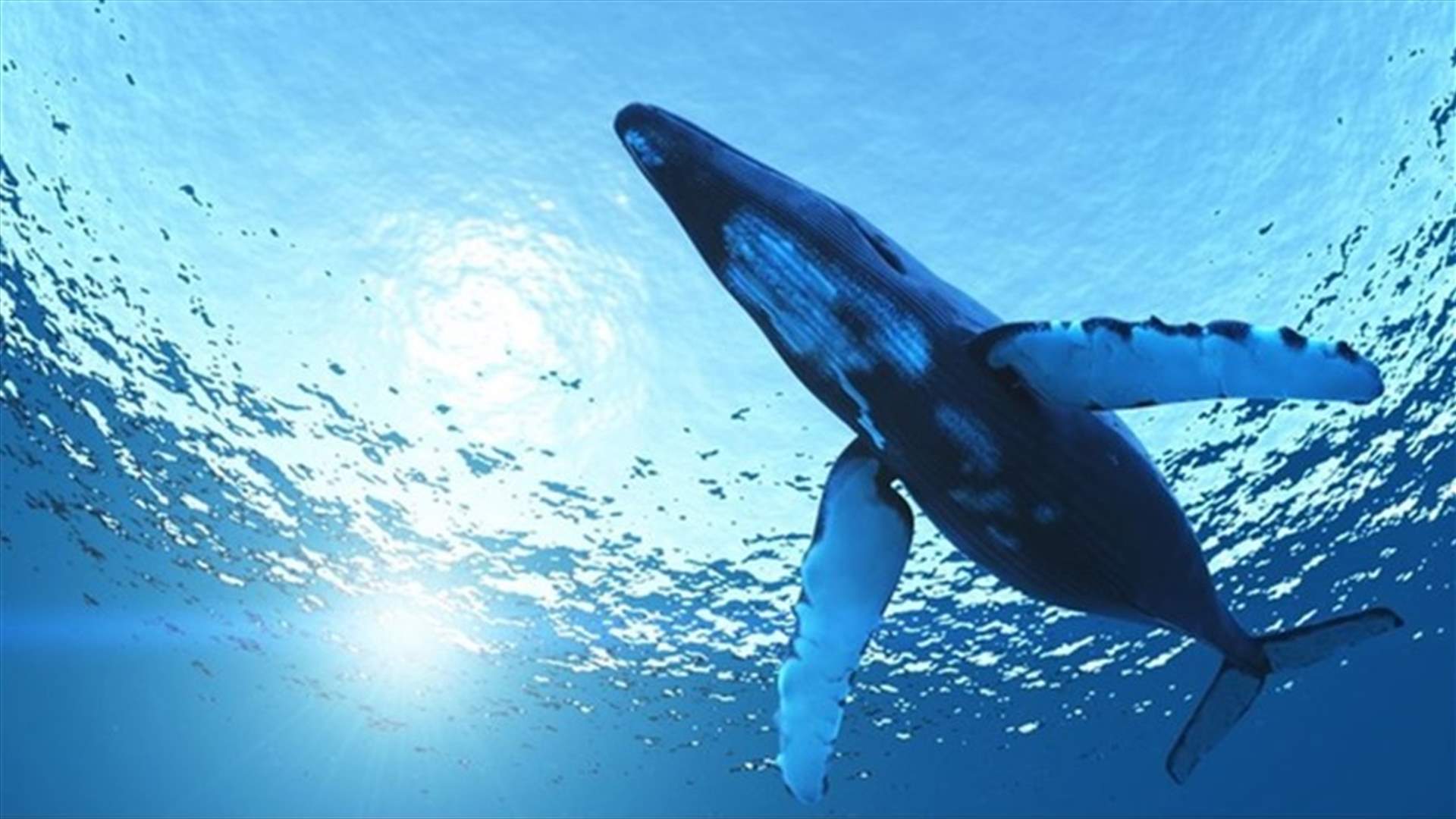كيف يساهم براز الحوت في مكافحة التغيرات المناخية؟