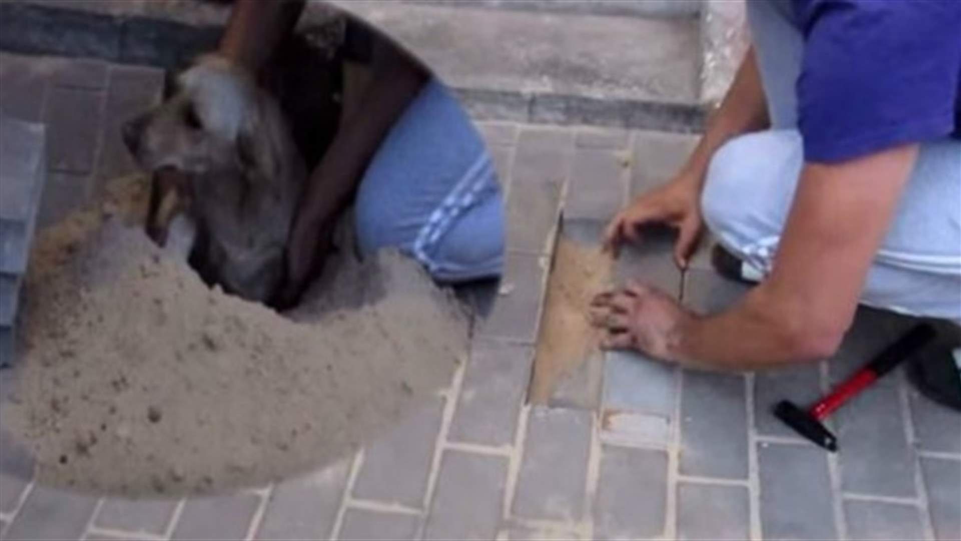 [VIDEO] Man Rescues Pregnant Dog After Hearing Her Sound From Underneath Sidewalk