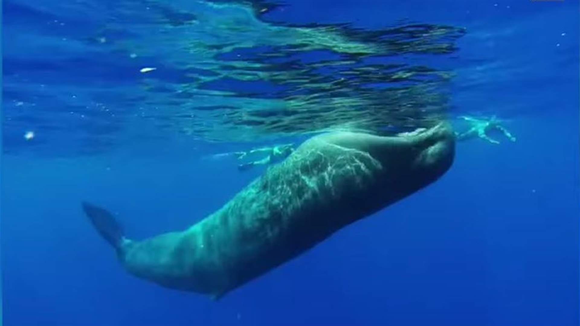 [VIDEO] Wild Whale Joins a Diver Spinning, Whirls around Him 