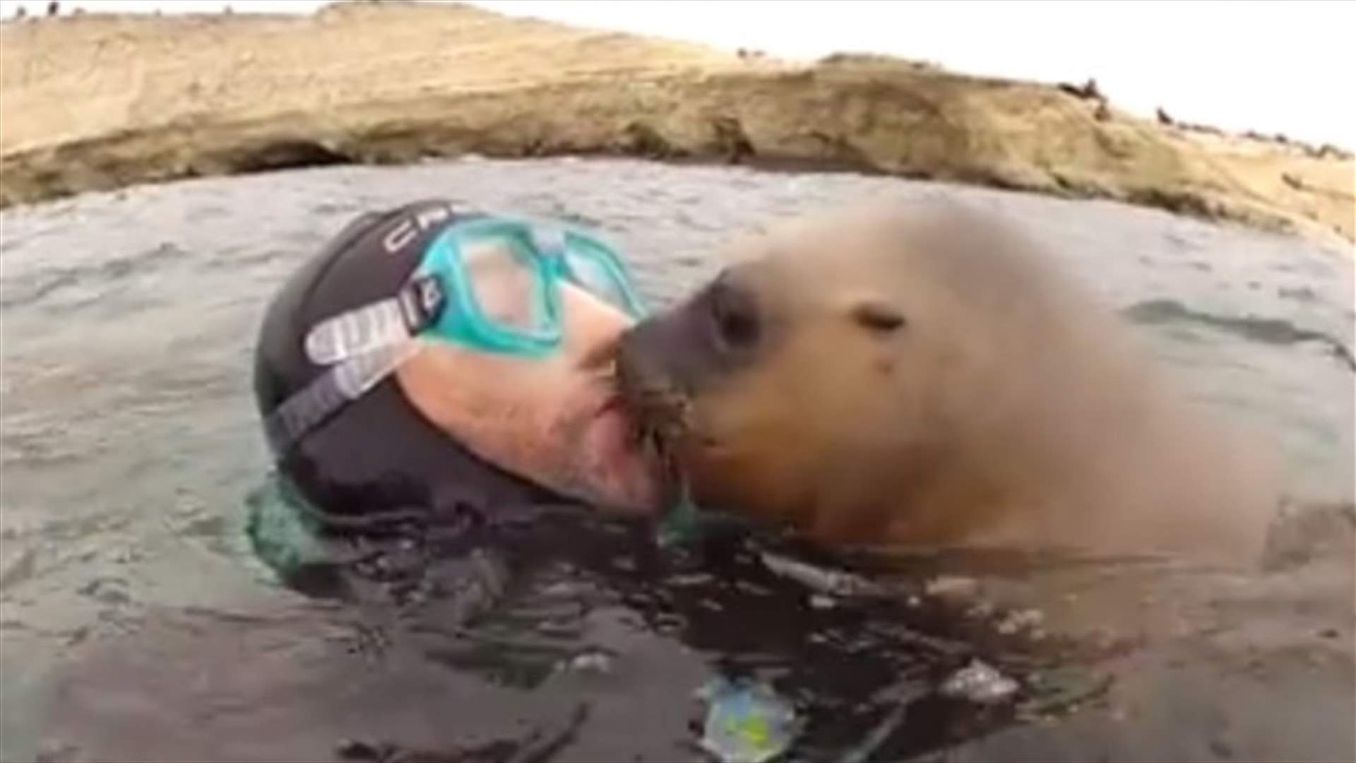 Video Proves Sea Lions Are the Cuddlebugs of the Sea