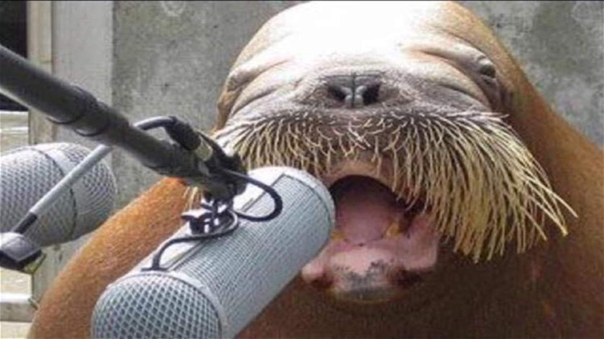 [VIDEO]  The World’s Largest Natural Sound Archive Just Went Online