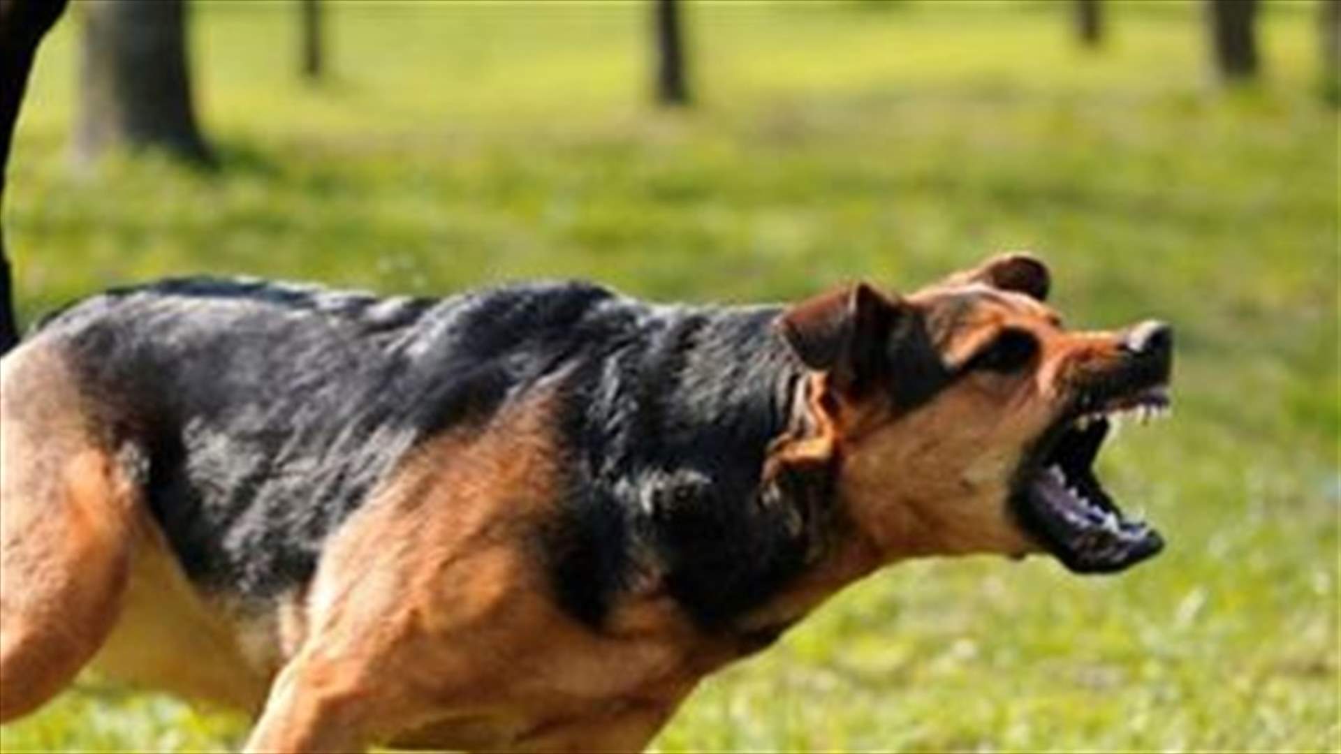كلاب شاردة في جبل البداوي... والأهالي يطالبون البلدية بالتصرف