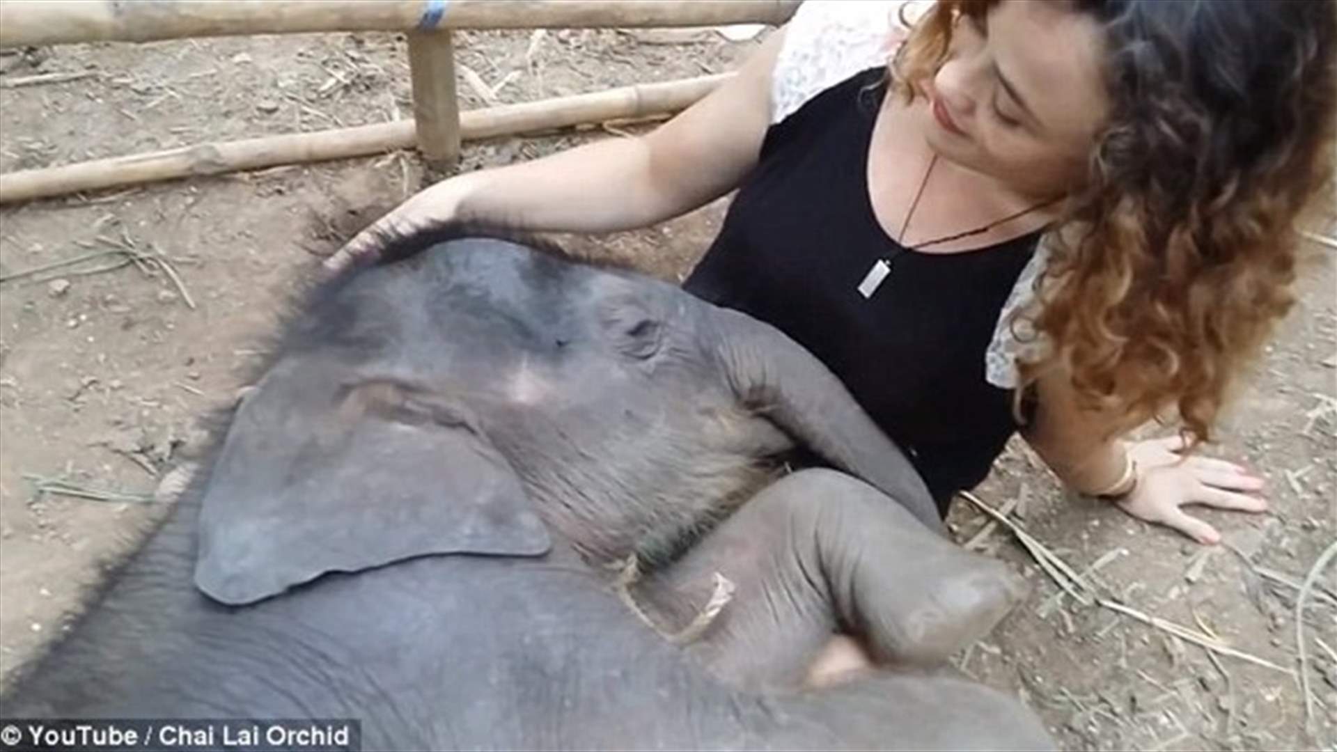 [PHOTOS & VIDEO] Thai Woman Sings Lullaby to a Sleepy Elephant 