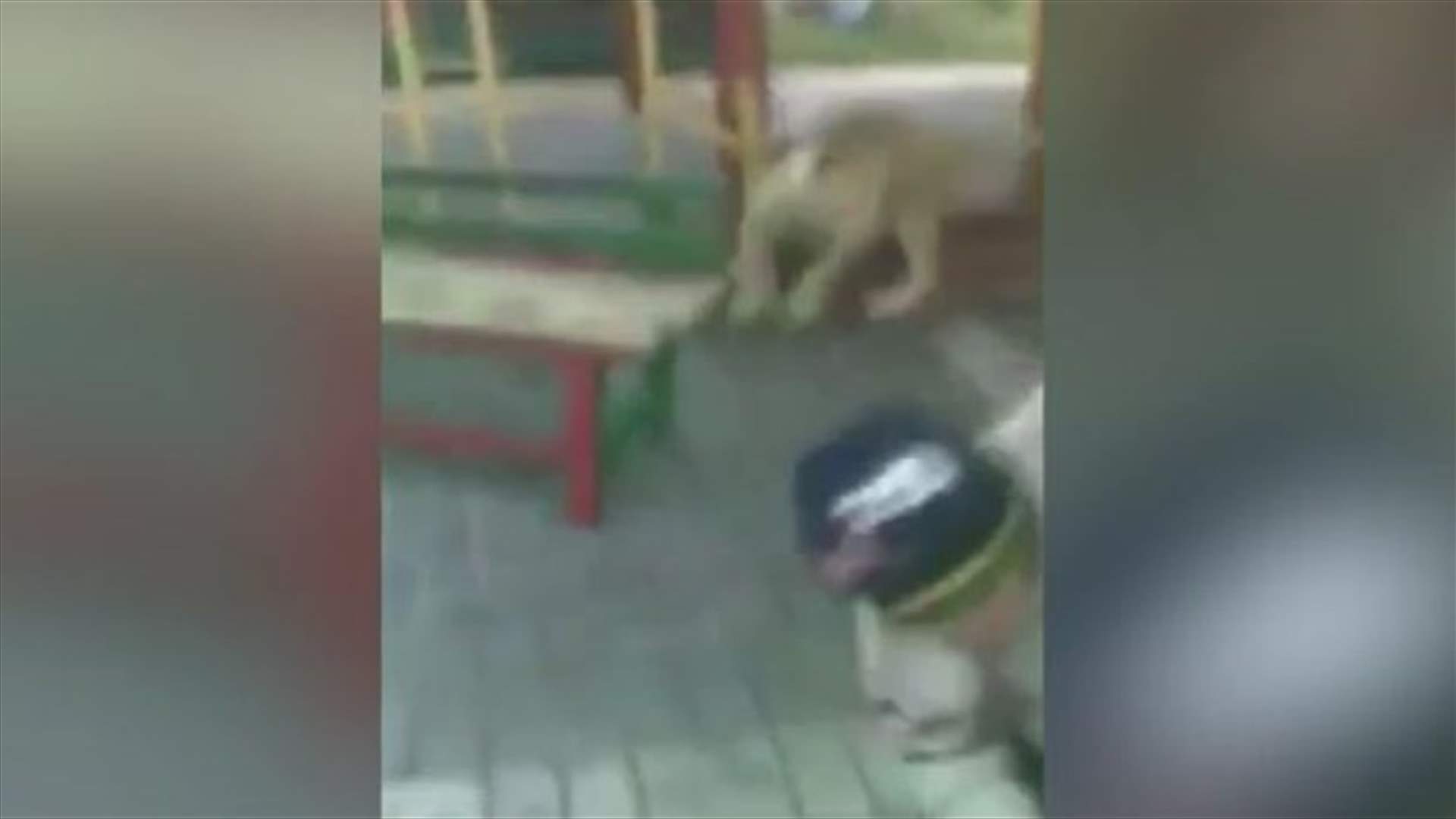 بالفيديو: أم تنقذ طفلها من فك أسد 