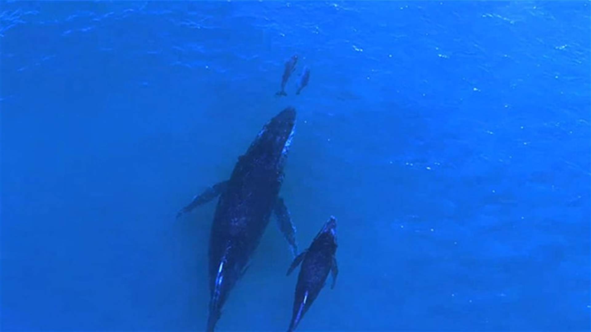 [VIDEO] Mother And Baby Whale Swim With Mother And Baby Dolphin 