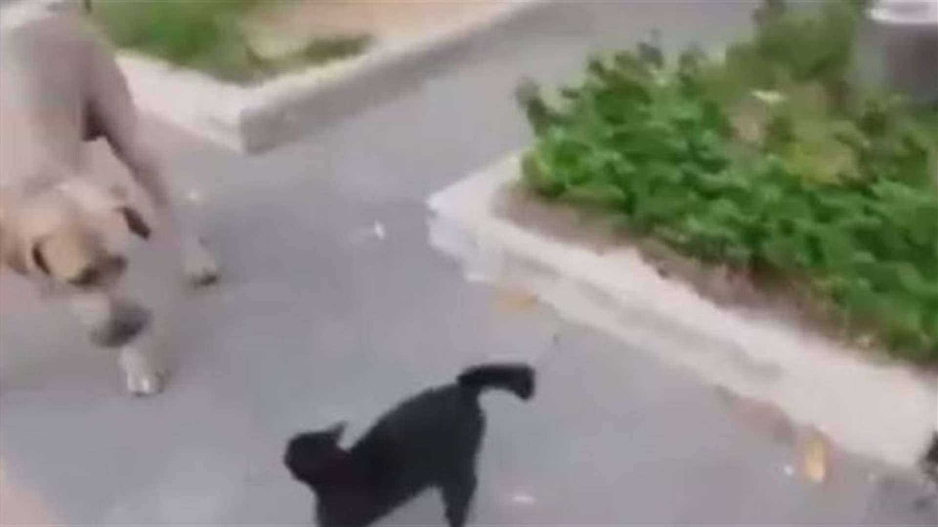 بالفيديو: أمومة هذه القطة... رسالة عالمية! 