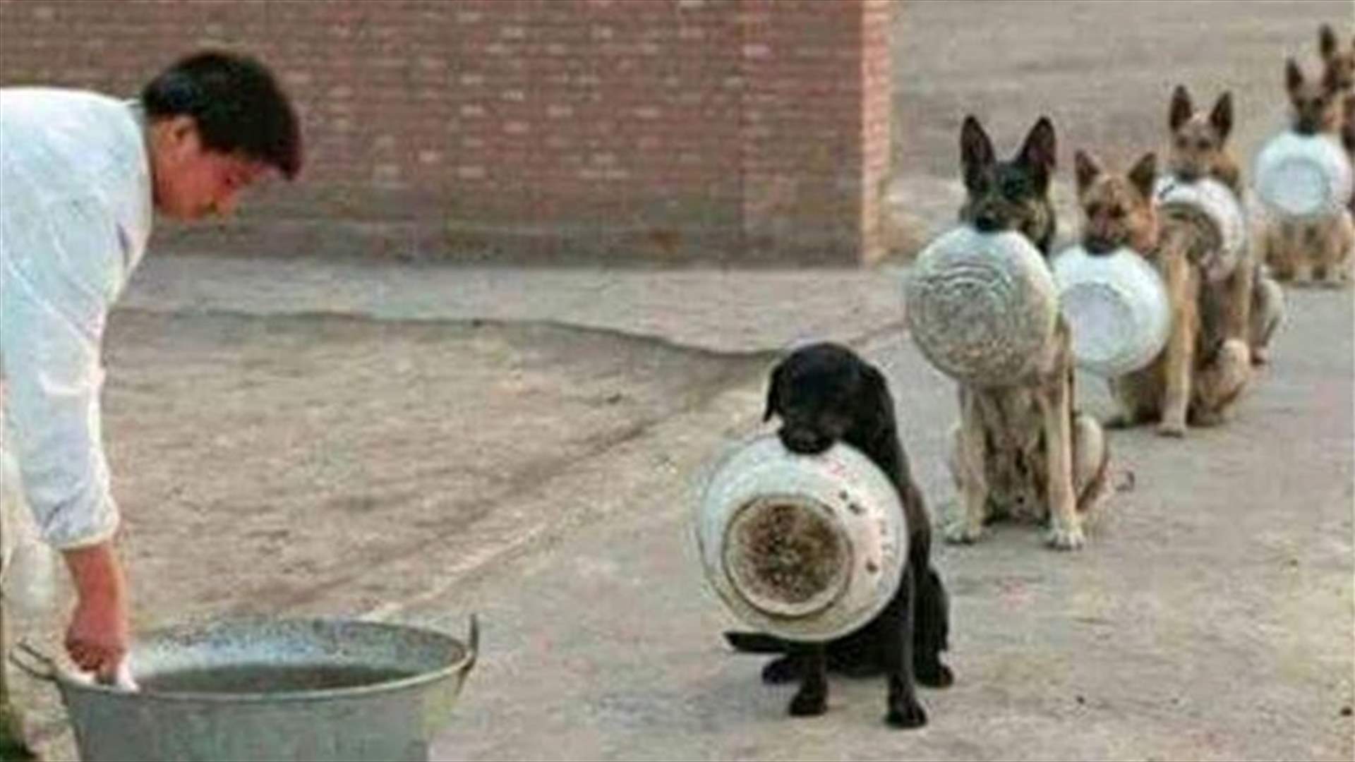 هل تدري كيف تفكّر الكلاب ؟