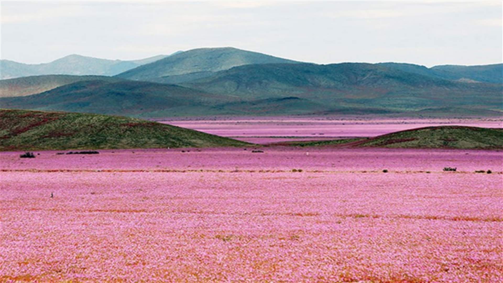 [PHOTOS] This Is What Happens When Rain Falls On The Earth’s Driest Desert