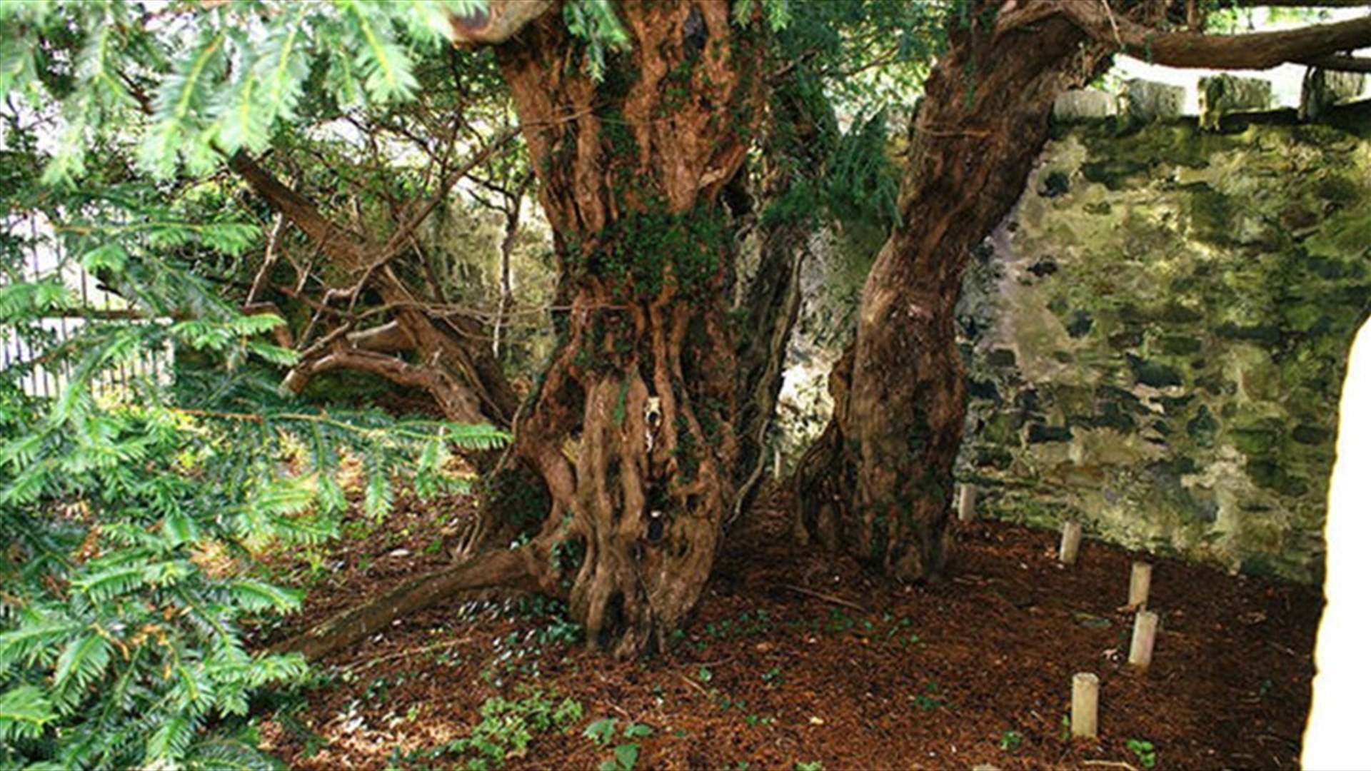 Oldest Tree In The UK Is Changing Its Sex