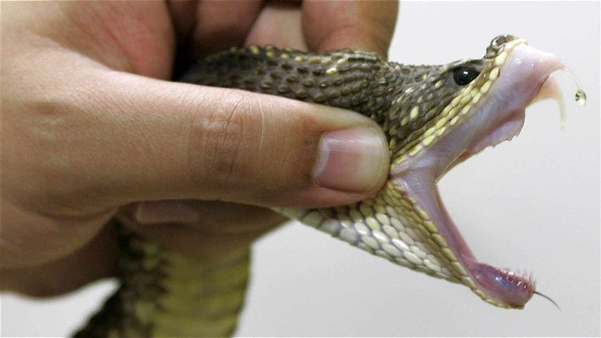 إبن السنة والنصف يعضّ أفعى ويقتلها