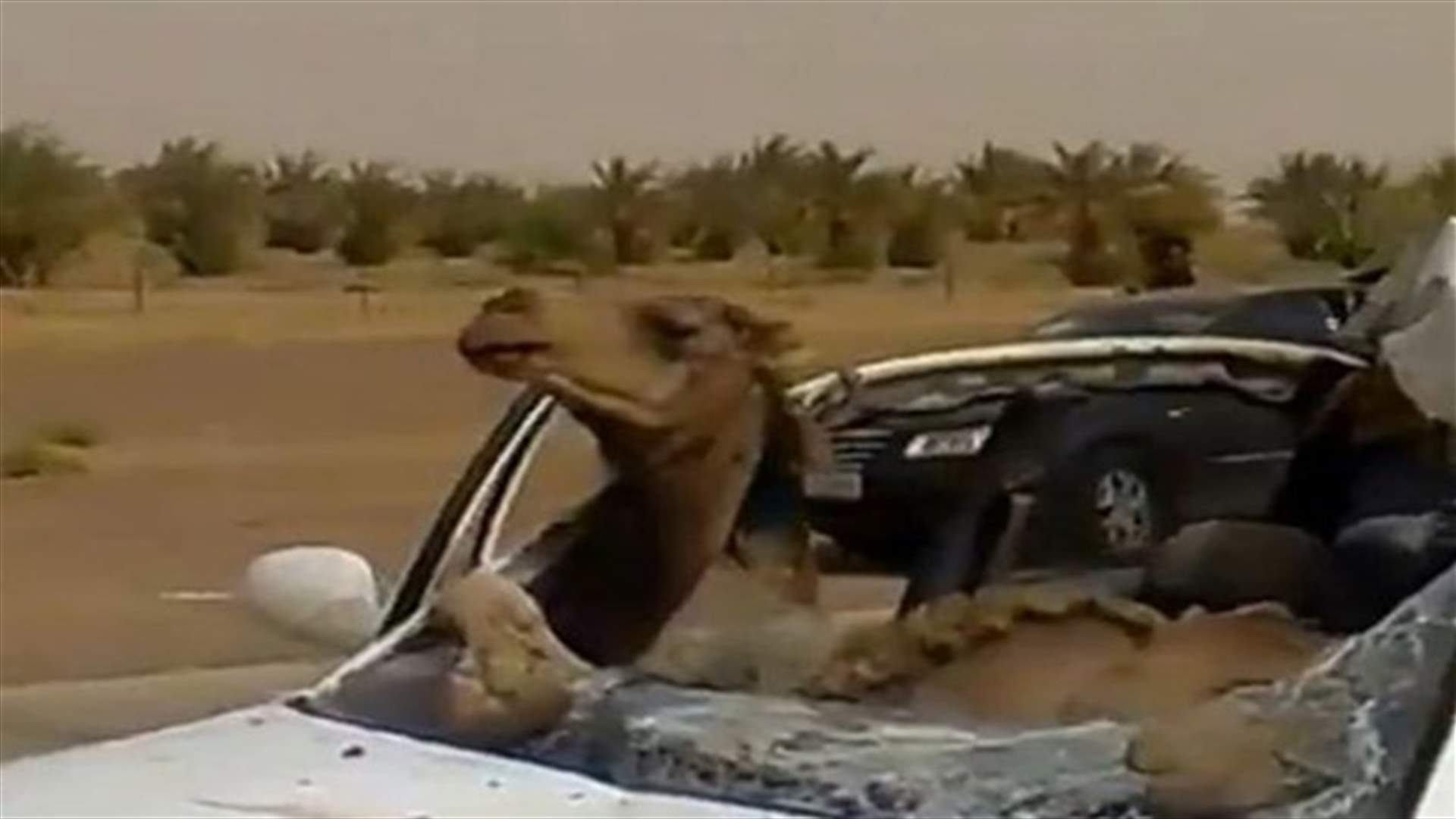 بالفيديو: جمل يجلس في المقعد الامامي لسيارة