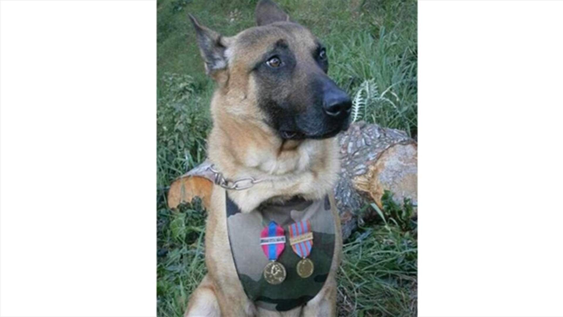 #jesuischien تكريماً لدييزيل