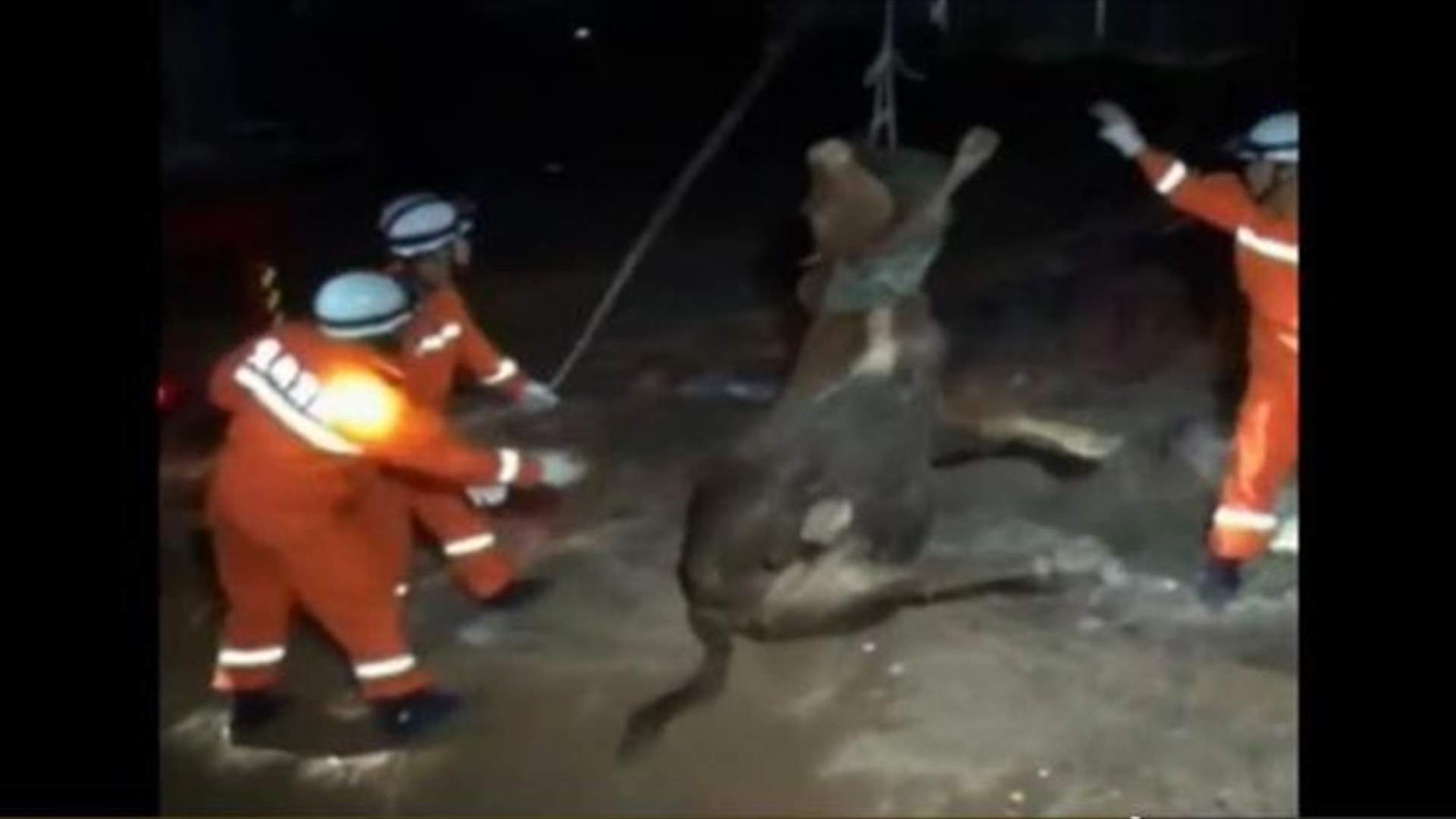 [VIDEO] Firefighters Hoist Pregnant Cow Out of Gap