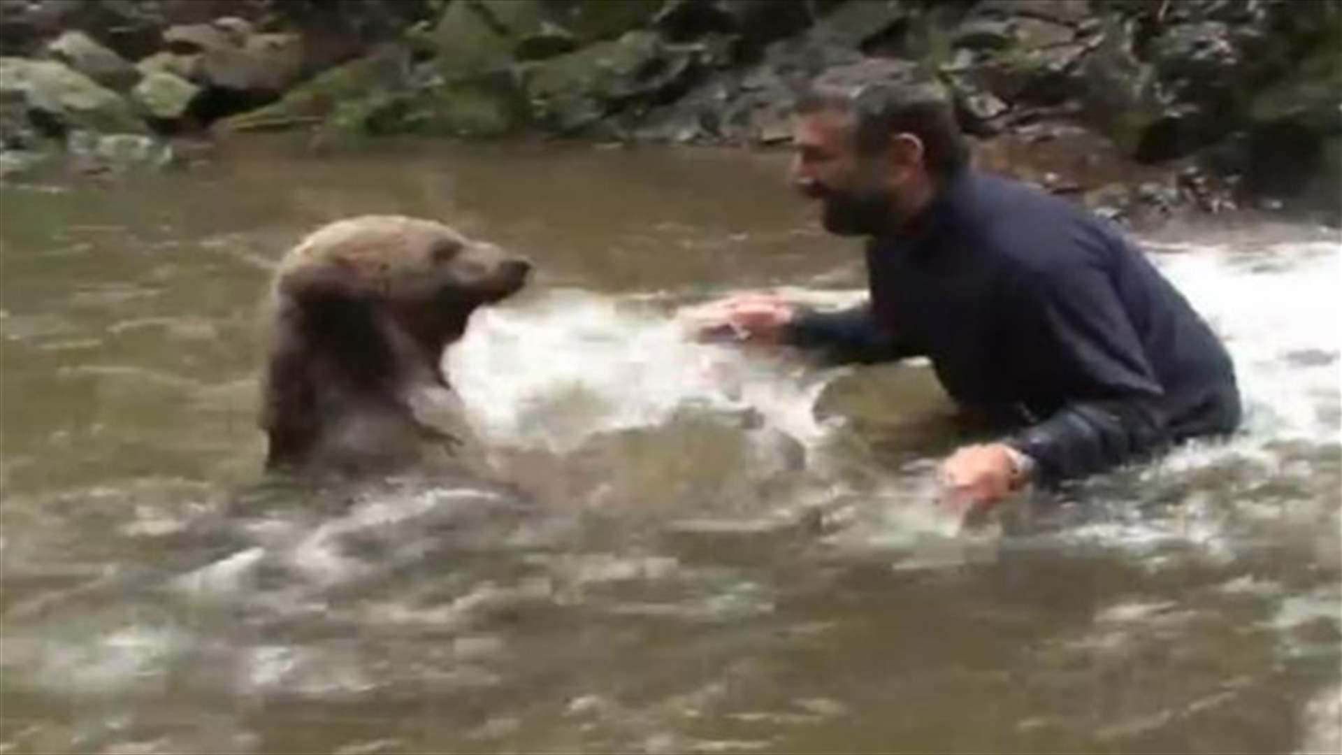 بالفيديو: رجل يسبح مع دب 