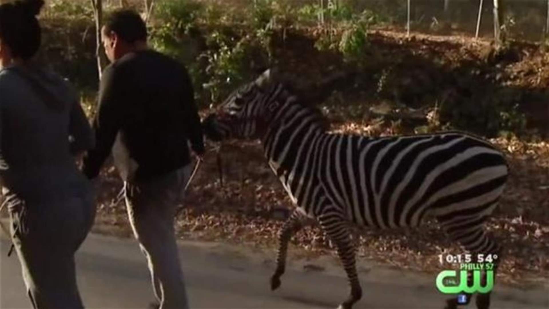 [VIDEO] Escaped Circus Zebras Tour Philadelphia