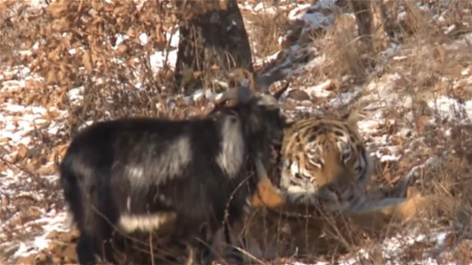 VIDEO: Tiger Befriends Fearless Goat Supposed To Be His Lunch