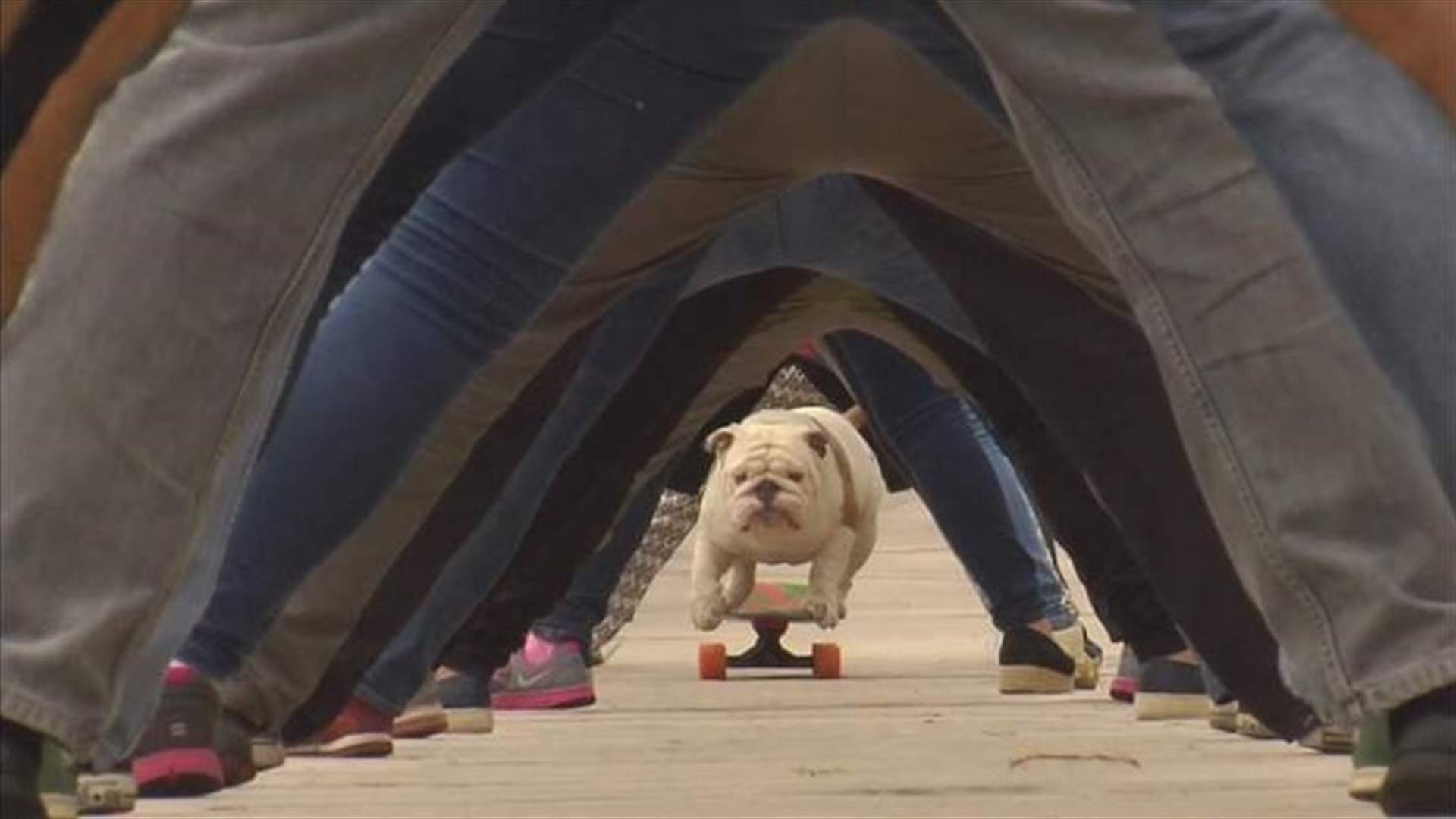 [VIDEO] Bulldog Skateboards Its Way into the Record Books