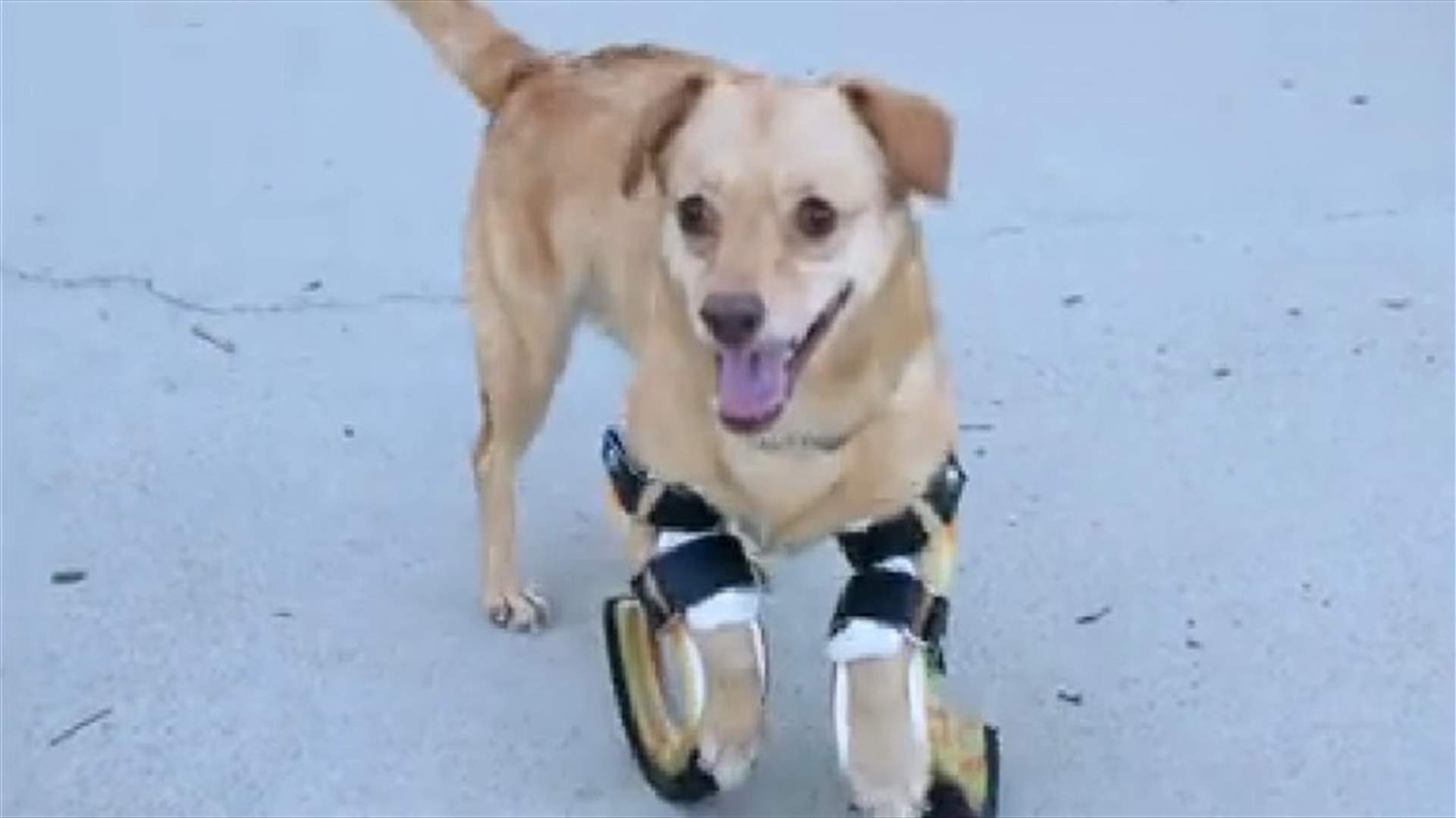 [VIDEO] Disabled Dog Runs For The First Time With Prosthetic Legs