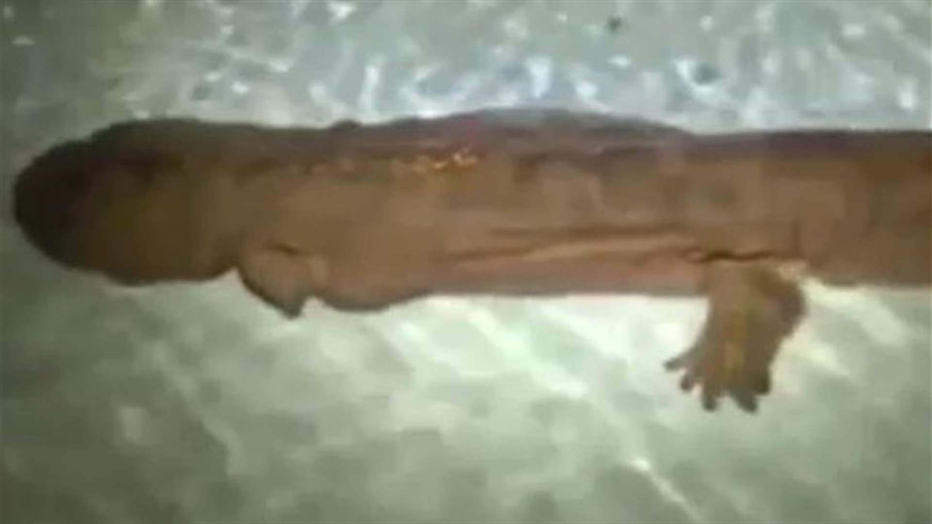 بالفيديو: هل هذا أقدم مخلوق حيّ على وجه الأرض؟