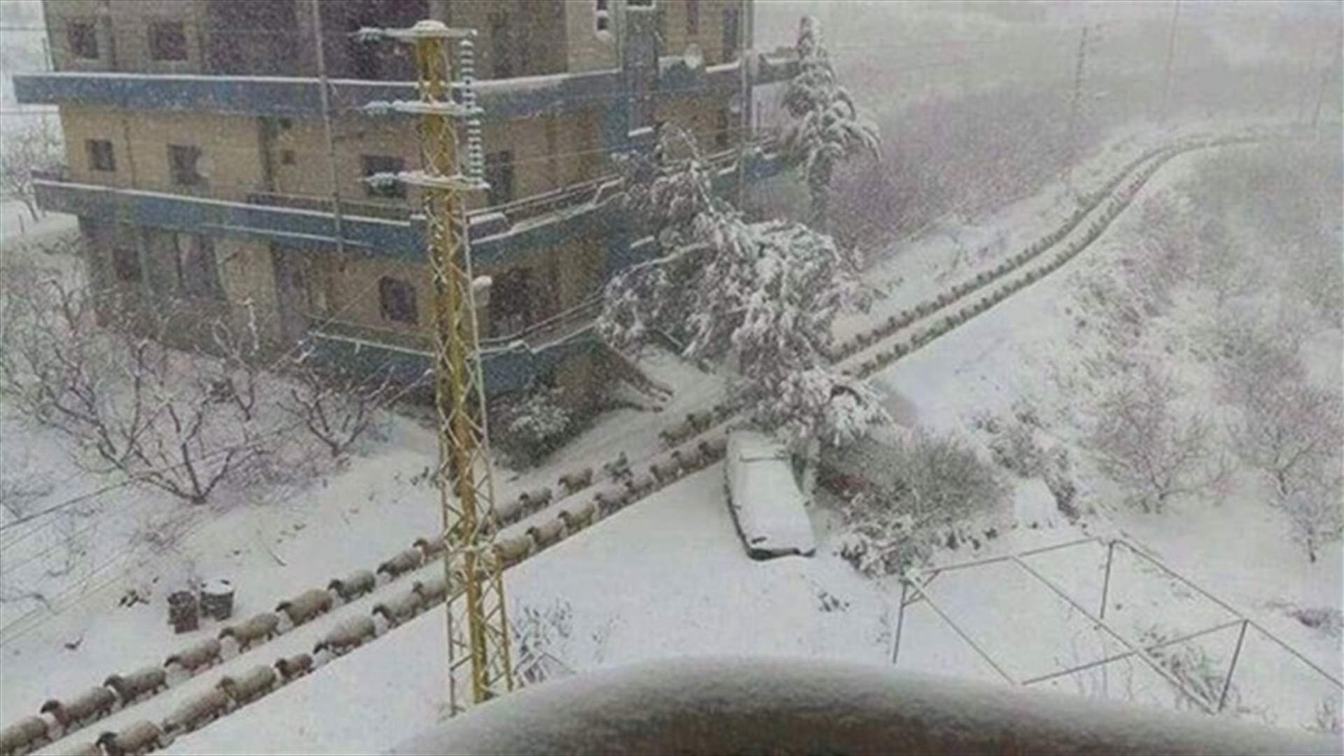 بالصور: الأغنام "بالصف" بين ثلوج فنيدق