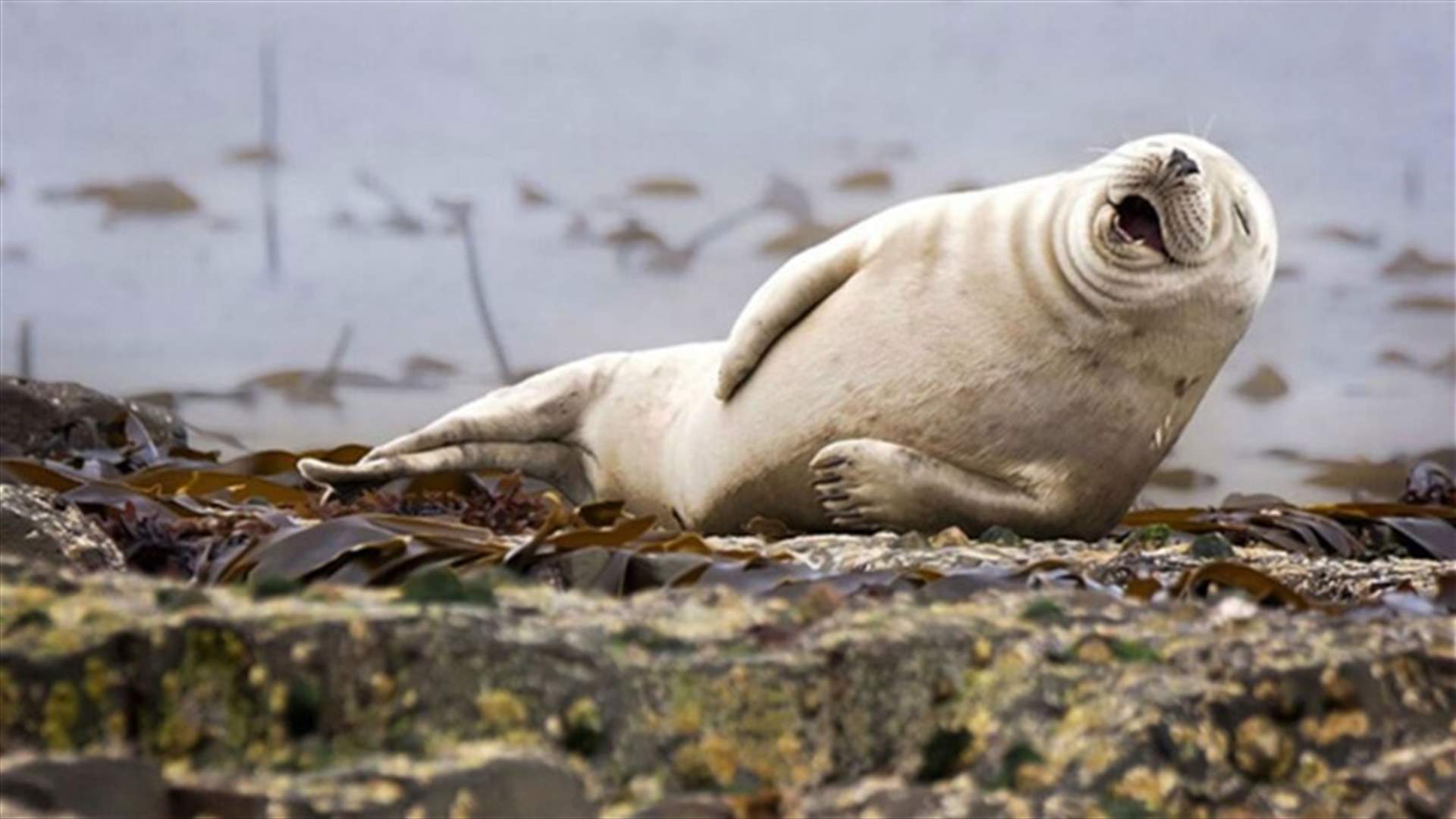 [PHOTOS] 13 Funniest Pictures From The Comedy Wildlife Photography Awards