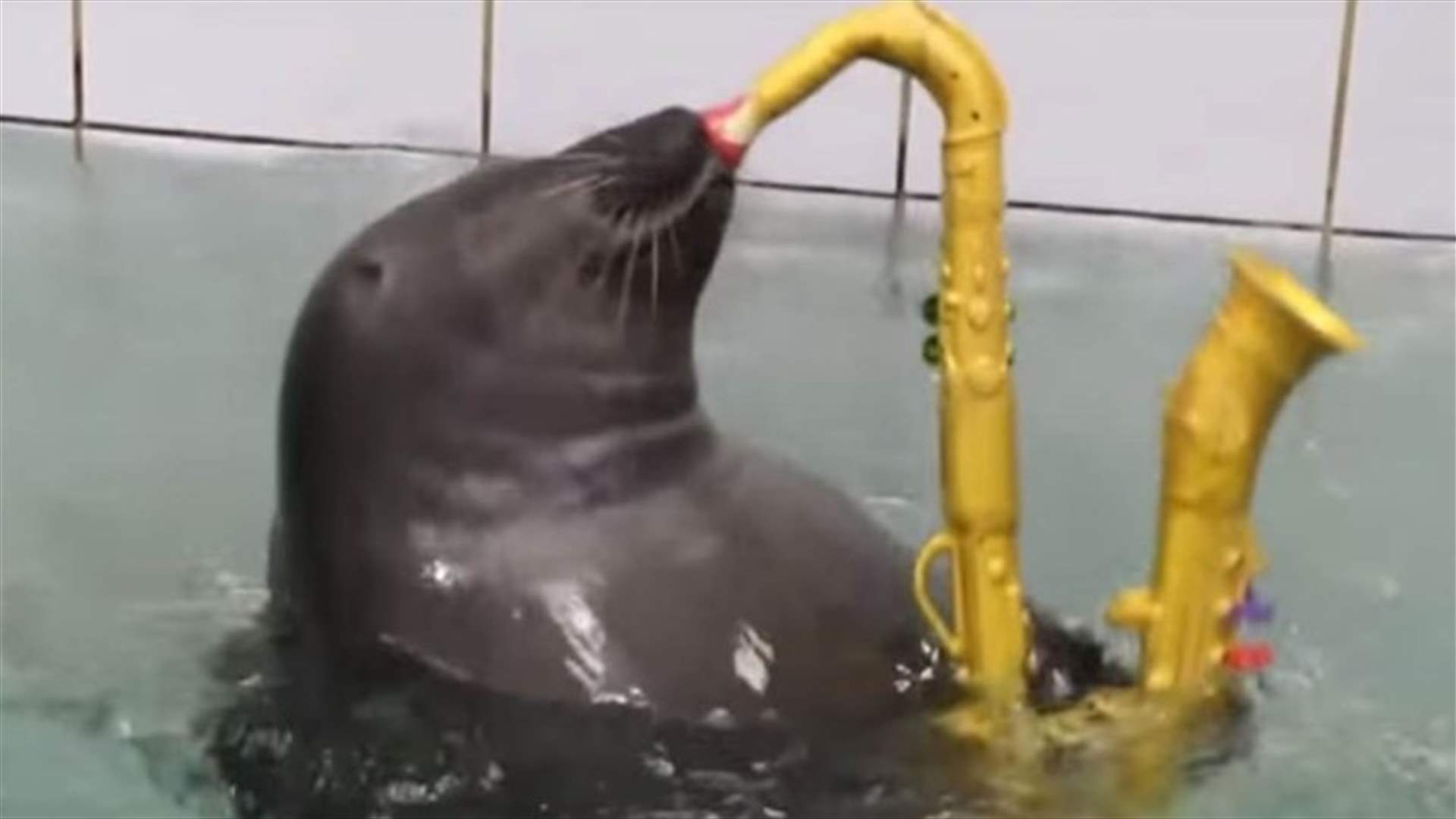 [VIDEO] World’s Cutest Seals Play Saxophone, Trumpet and Even Paint 
