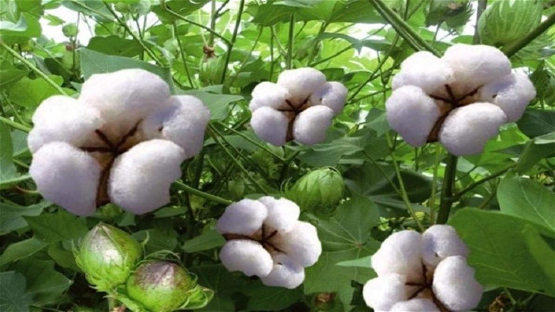 هل يعالج القطن الألزهايمر؟