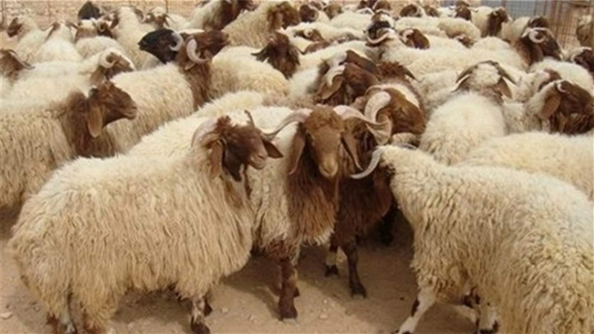 توقيف عصابة لسرقة المواشي في جزين