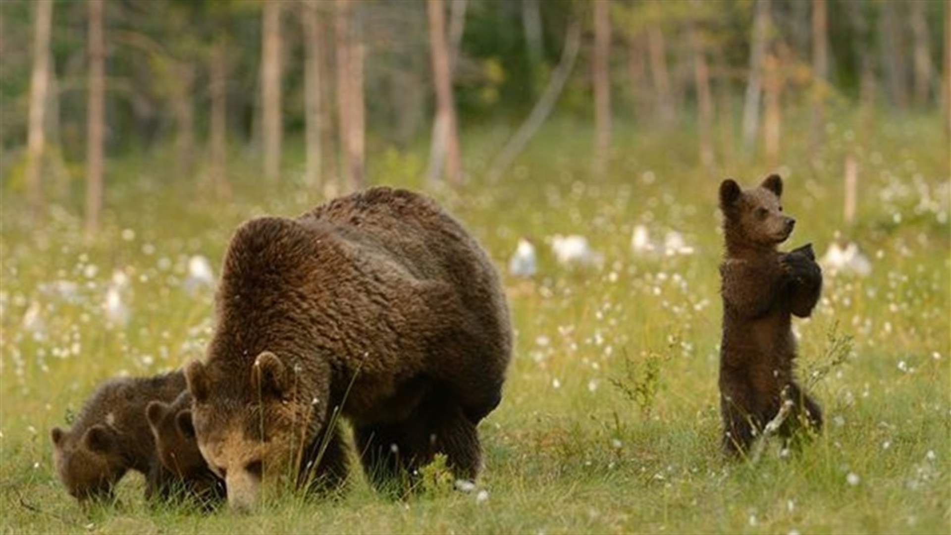 [PHOTOS] Cute Bear Performs Ancient Chinese Martial Art