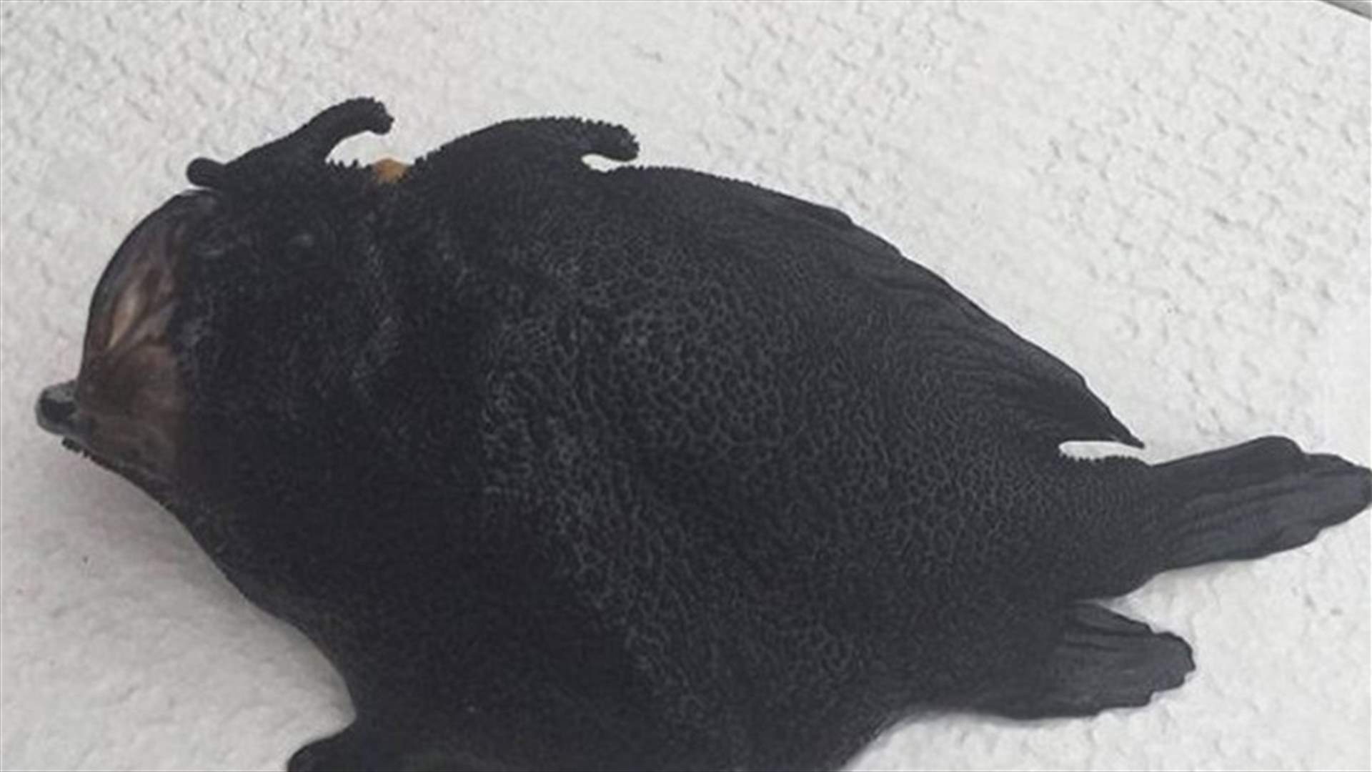 بالصور: اصطياد سمكة سوداء غريبة تُشبه الكائنات الفضائيّة