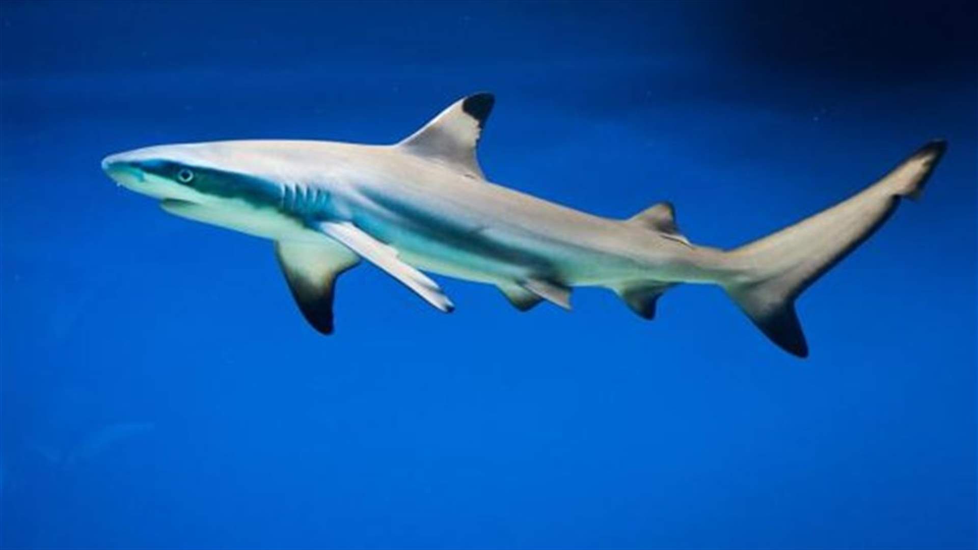 Live Black Tip Shark Found In Swimming Pool