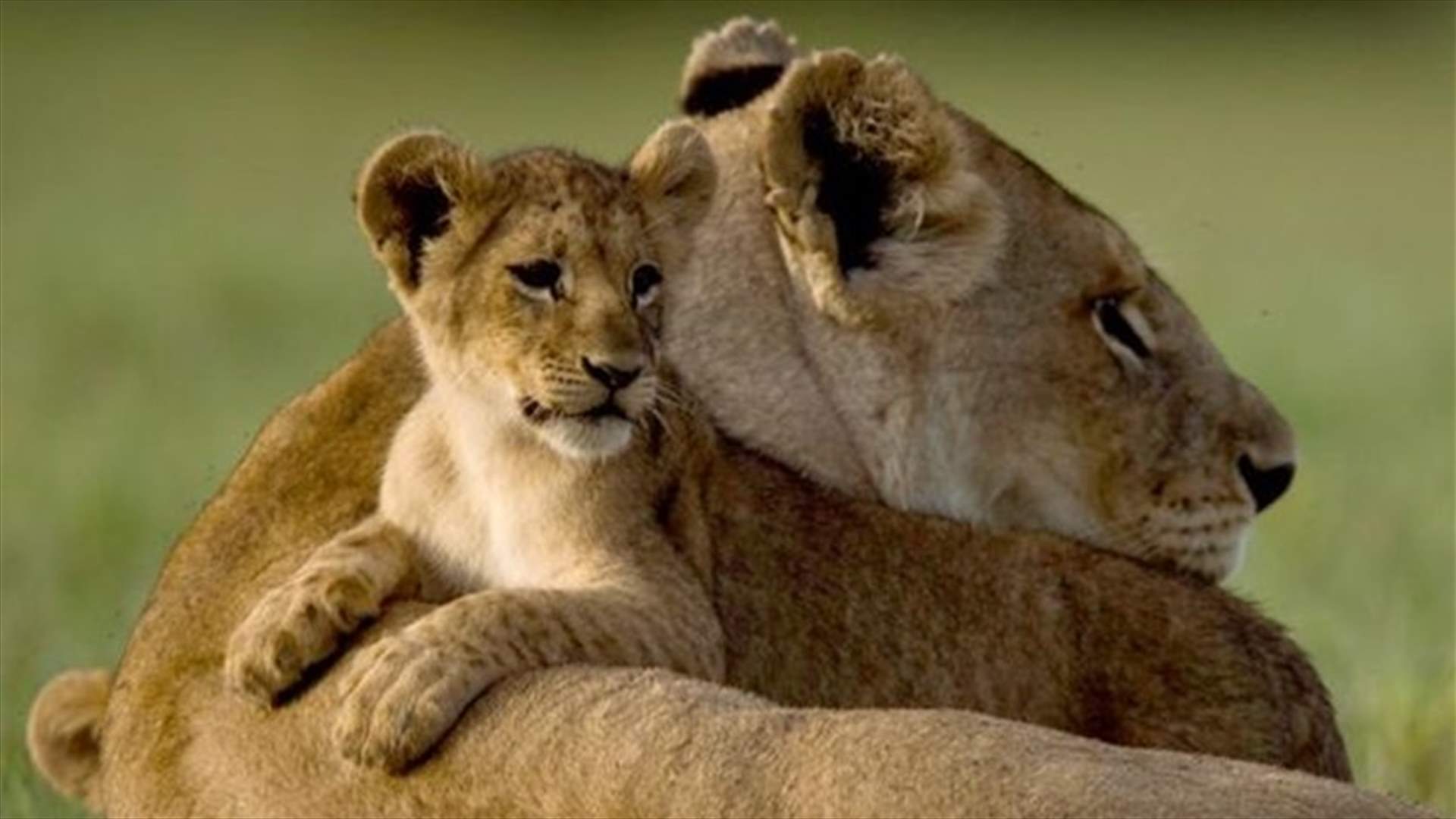 بالصورة: هل تربّي الممثلة اسداً في منزلها؟