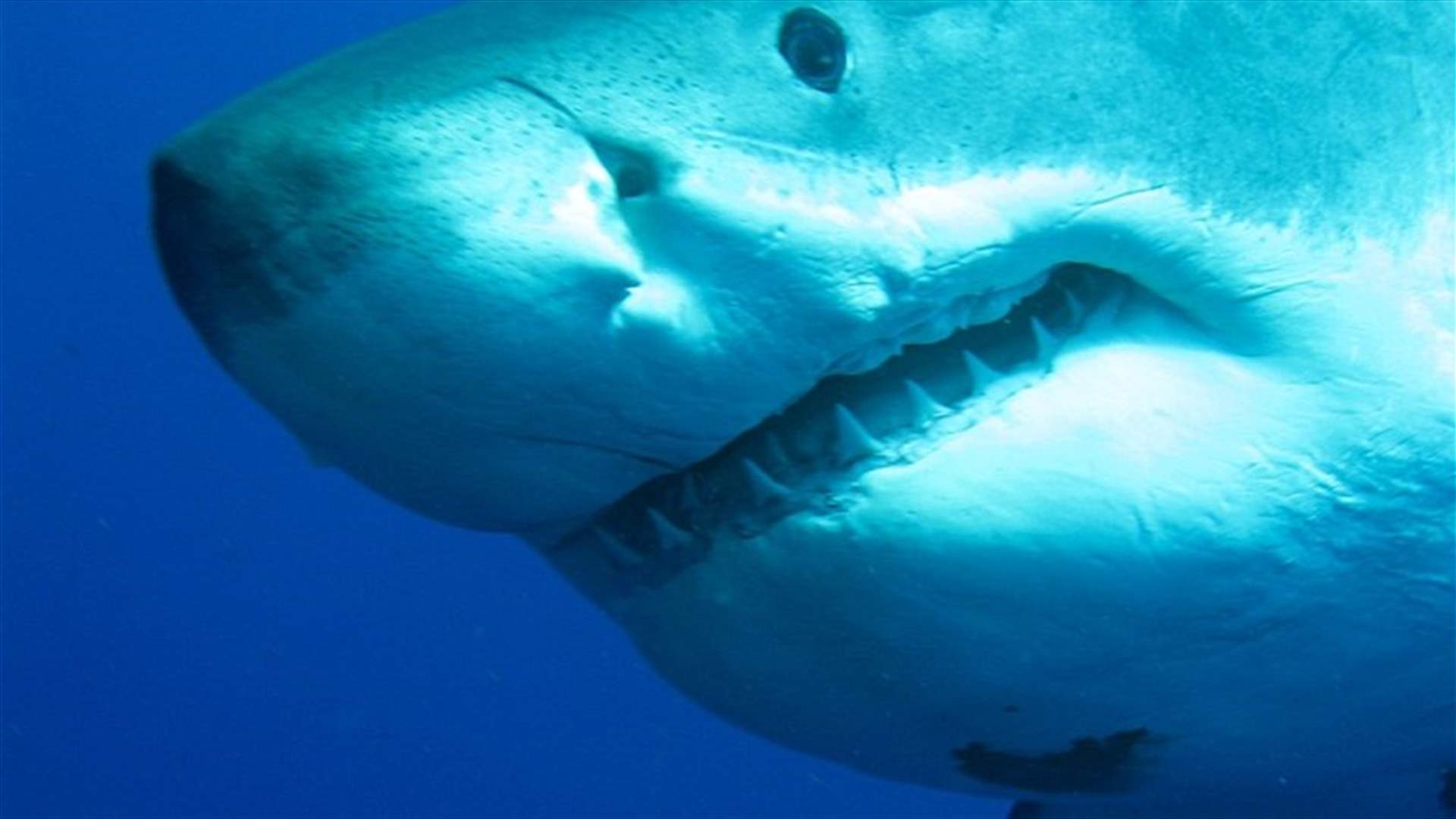 بالفيديو - أكبر سمكة قرش بيضاء في العالم تظهر من جديد!