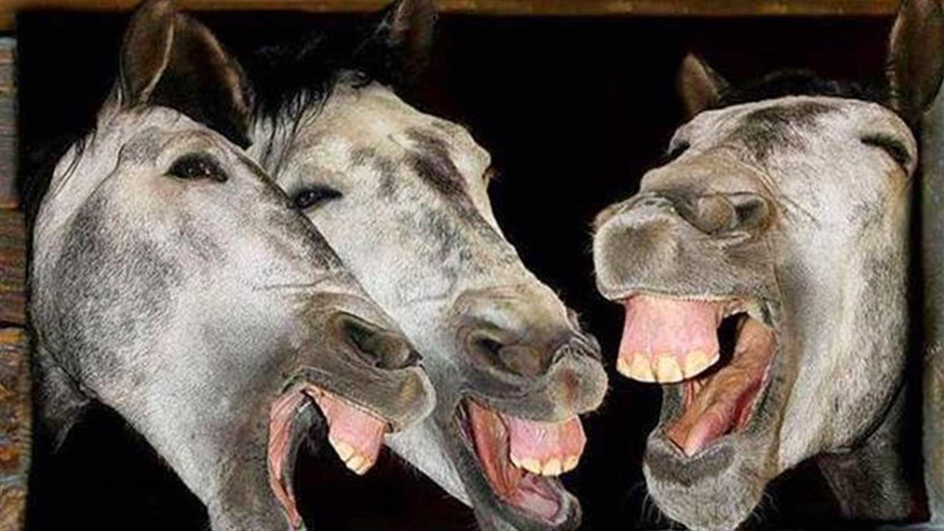 ارتفاع أسعار الحمير في تركيا ... والسبب!
