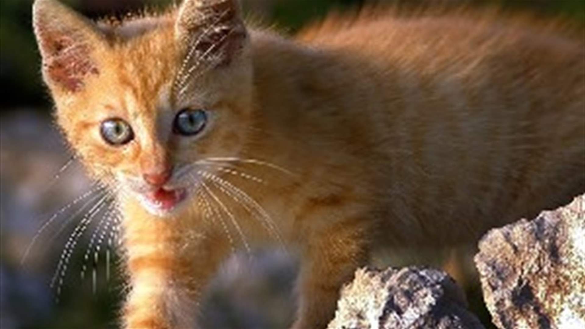 بالفيديو: قط يُداعب