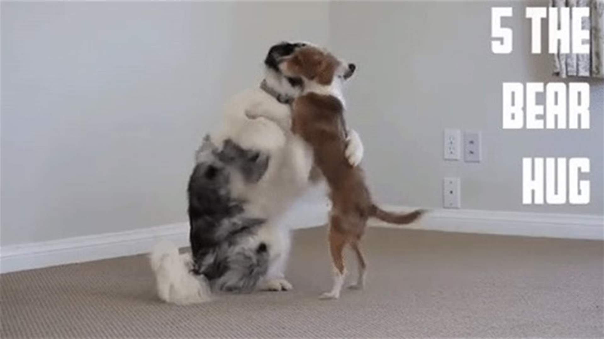 [VIDEO] Cute Pups Teach Us Five Different Embraces  