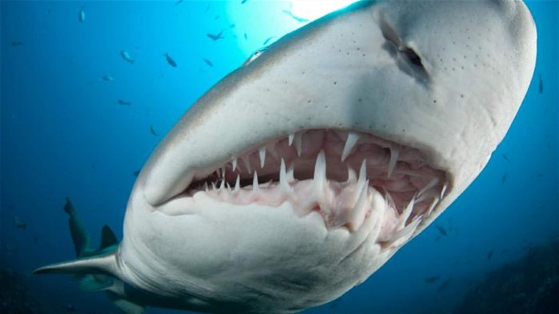 Researchers Say Sharks Can Help Humans Re-grow Teeth