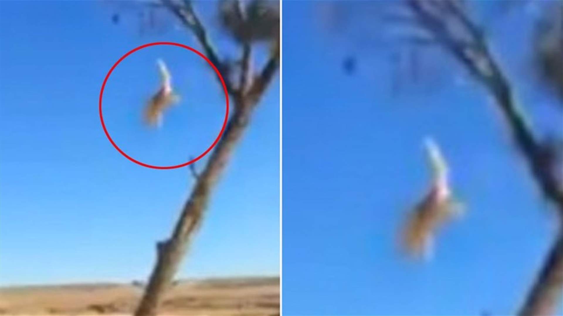 بالفيديو: قط ينتقم من كلب 
