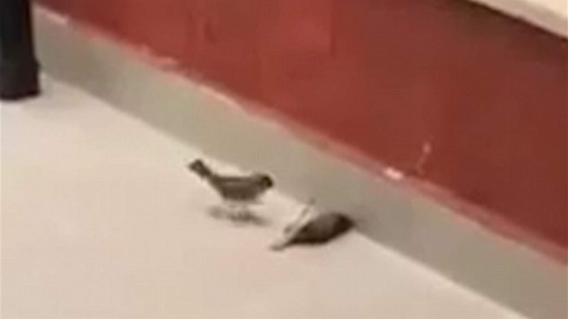 بالفيديو: عصفور يُناضل ويُنقذ صديقه بقبلة الحبّ